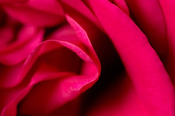 红玫瑰花瓣为背景。宏观 — 图库照片