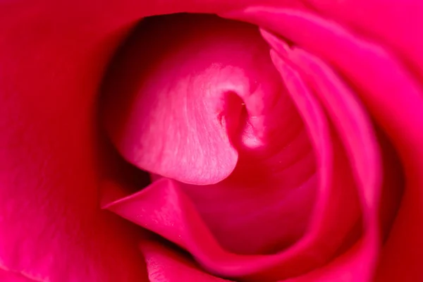 Červené okvětní lístky růží jako pozadí. makro — Stock fotografie