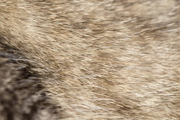 背景として猫の毛皮 — ストック写真