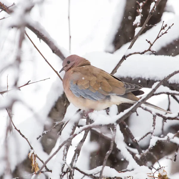 Vogel duif winter aard — Stockfoto