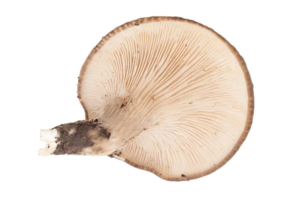 Ostron svamp på en vit bakgrund — Stockfoto