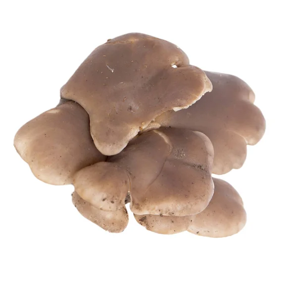 Funghi di ostrica su uno sfondo bianco — Foto Stock