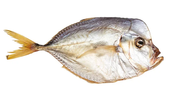 Копчена риба на білому тлі — стокове фото