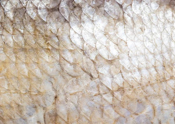 Rökt fisk hud som en bakgrund — Stockfoto