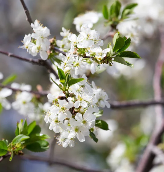 Hermosas flores en un árbol —  Fotos de Stock