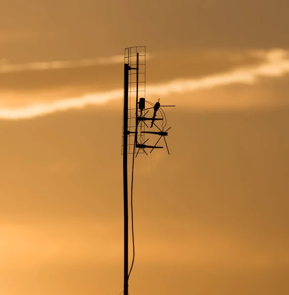 TV-antenn på en bakgrund av gryningen solen — Stockfoto