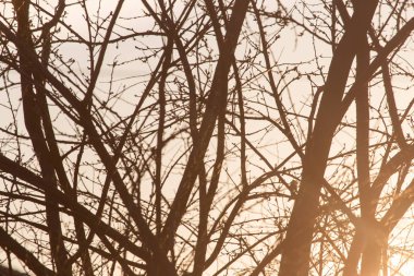 Gün doğumunda bir ağacın çıplak dalları