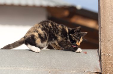 Doğadaki bir evin çatısındaki kedi.