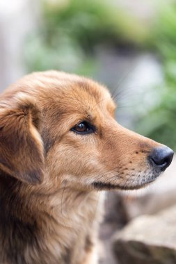 Doğadaki bir köpeğin portresi.