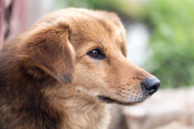 Doğadaki bir köpeğin portresi.