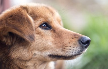 Doğadaki bir köpeğin portresi.