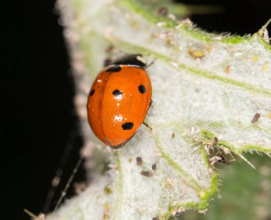 Ladybird niteliğine. Kapat