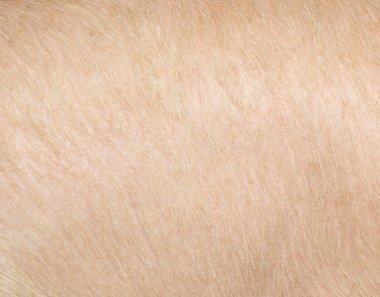 domuz deri arka plan olarak