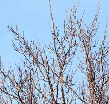 Mavi gökyüzüne karşı yapraksız ağaç dalları