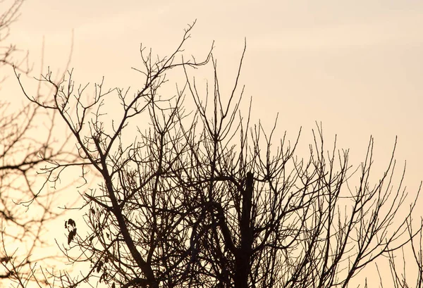 Branches nues d'un arbre au soleil levant — Photo