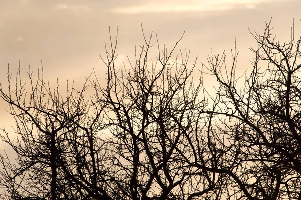 Kale takken van een boom bij zonsopgang zon — Stockfoto