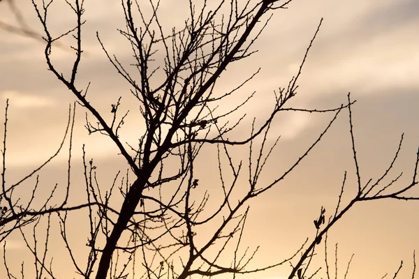 Kala grenar av ett träd vid soluppgången sol — Stockfoto