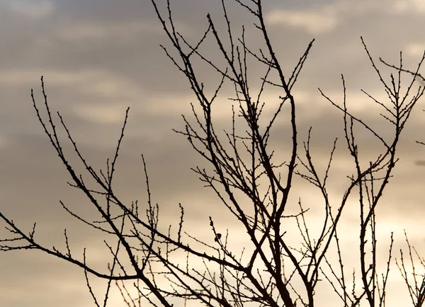 Kala grenar av ett träd vid soluppgången sol — Stockfoto