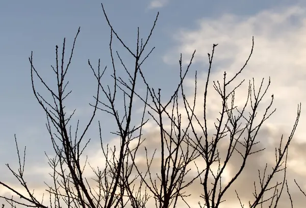 Ramos nus de uma árvore ao sol nascente — Fotografia de Stock