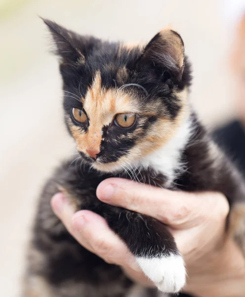 Kotě v náručí — Stock fotografie