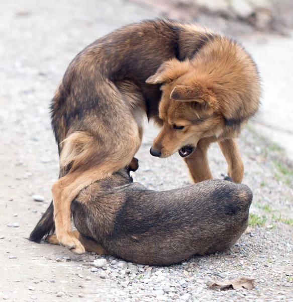 Δύο σκυλιά αγωνίζονται σε εξωτερικούς χώρους — Φωτογραφία Αρχείου