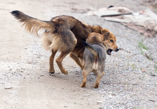 Due cani che combattono all'aperto — Foto Stock