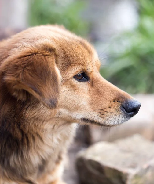 Porträtt av en hund på naturen — Stockfoto