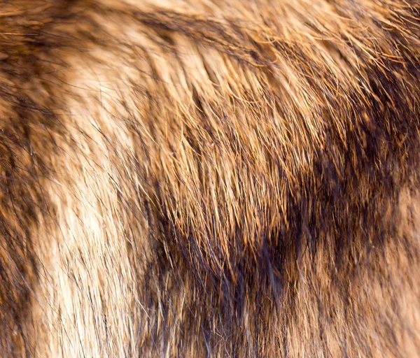A pele de cães como fundo — Fotografia de Stock