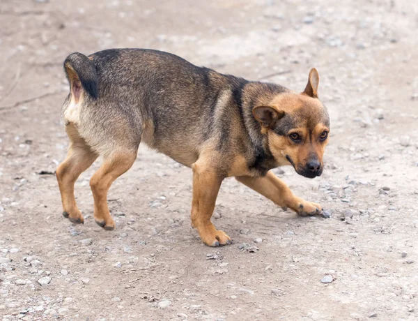 Portrait of a dog on the nature — Stock Photo, Image