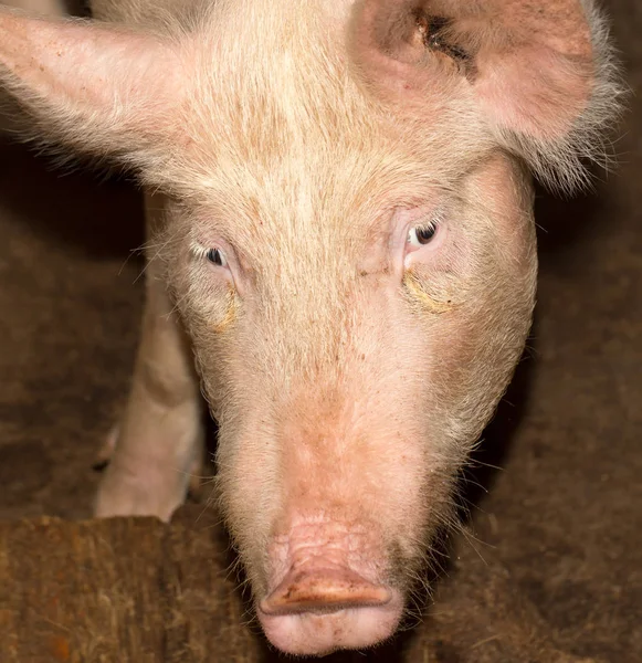 Porträt einer Schweinemastanlage — Stockfoto