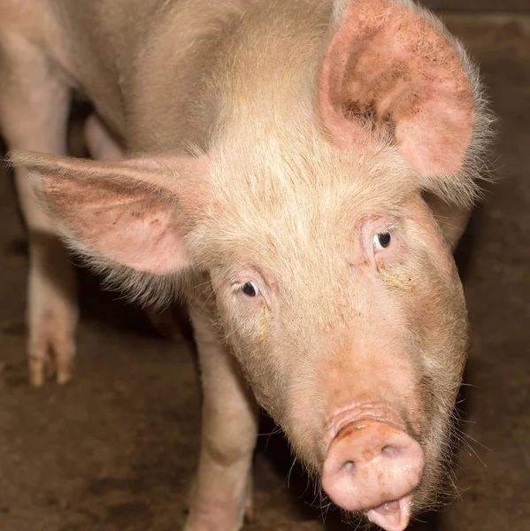 Porträtt av en grisfarm — Stockfoto