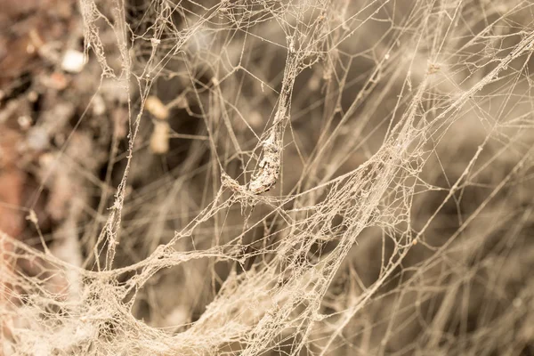 Web antiga como fundo — Fotografia de Stock