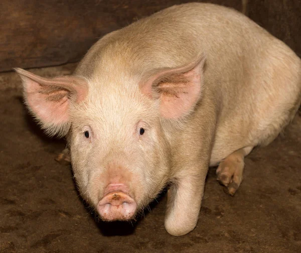 Porträt einer Schweinemastanlage — Stockfoto