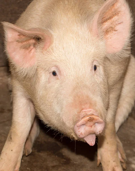 Porträt einer Schweinemastanlage — Stockfoto