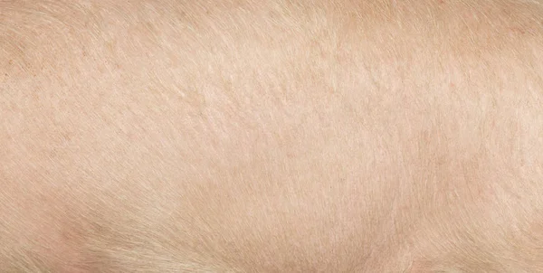 Pelle di maiale come sfondo — Foto Stock