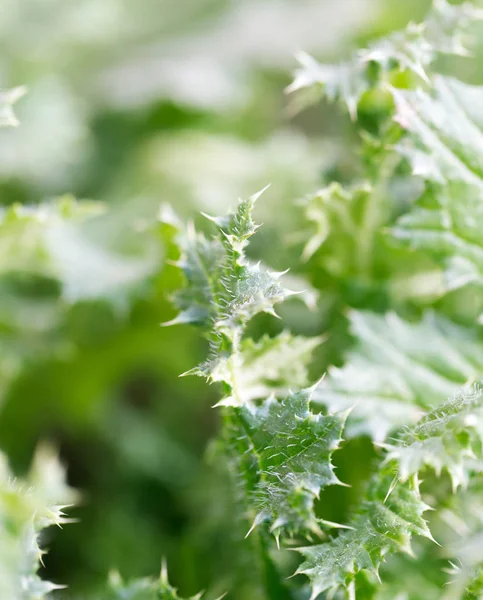 Stachelige Pflanze in der Natur als Hintergrund — Stockfoto