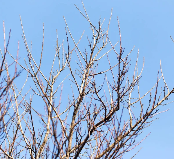 Gałęzie drzew liściastych na tle błękitnego nieba — Zdjęcie stockowe
