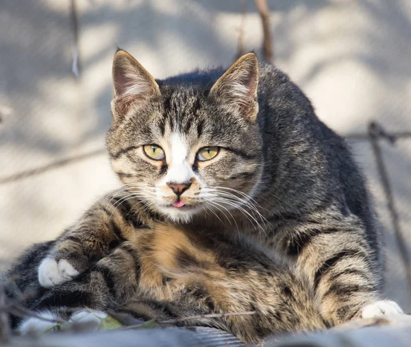 Gatto sul tetto di una casa sulla natura — Foto Stock