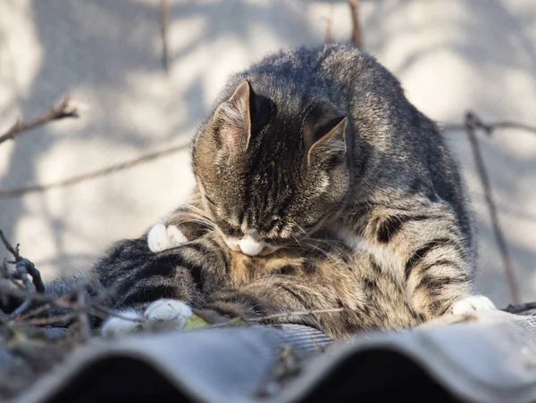 Kočka na střeše domu v přírodě — Stock fotografie