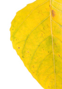 Beyaz arkaplanda sarı yaprak