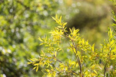 Doğada ağaçtaki yeşil yapraklar