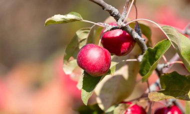 Doğadaki ağaçta kırmızı elma