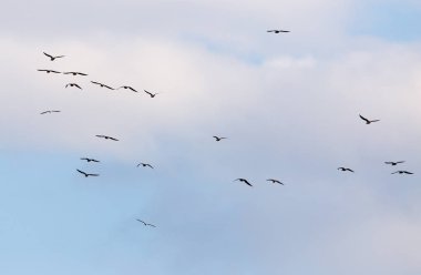 Gökyüzünde uçan bir martı sürüsü