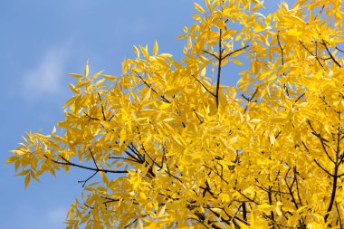 Sarı yapraklar sonbaharda ağaçlar mavi gökyüzü