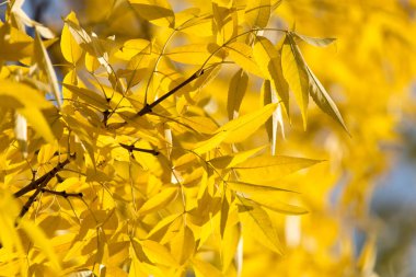 Sonbaharda ağaçta sarı yapraklar