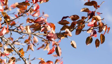 sonbaharda bir ağacın kırmızı yaprakları