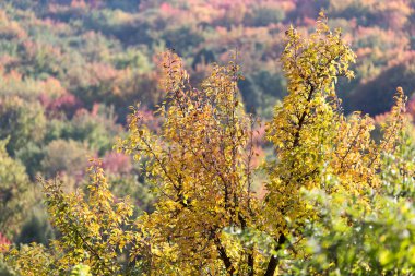Sonbaharda ağaçta sarı yapraklar