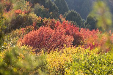 sonbaharda bir ağacın renkli yaprakları