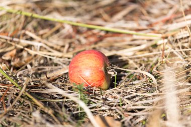 doğada yerde yatan elma