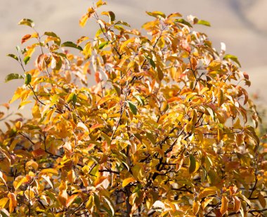 Sonbaharda ağaçta sarı yapraklar